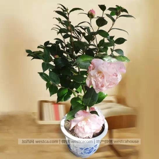献给那些总是把花养死的人(实用) - 妮子 - 妮 献给那些总是把花养死的人(实用) - 妮子 - 妮