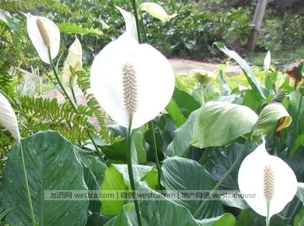 献给那些总是把花养死的人(实用) - 妮子 - 妮 献给那些总是把花养死的人(实用) - 妮子 - 妮