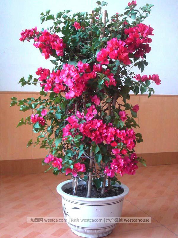 献给那些总是把花养死的人(实用) - 妮子 - 妮 献给那些总是把花养死的人(实用) - 妮子 - 妮