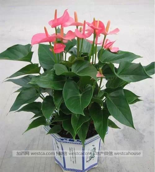 献给那些总是把花养死的人(实用) - 妮子 - 妮 献给那些总是把花养死的人(实用) - 妮子 - 妮